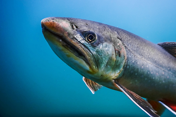 포토 JPG 해외이미지 동물 계절 호수 야생동물 음식 스포츠 자연 낚시 휴가 건강 어류 취미 사람없음 물 여름 사진촬영 수중 수영 흐름 오염 큼 먹기 순수 다이빙 사냥 육식동물 잉어 깊이 동물상 민물 생태학 포식 해외포토 자연요소 교육 컨셉 모션 레저 조형물 촬영 수중동물 수상스포츠 크기 생태계 수중스포츠 파일형식 이미지허브