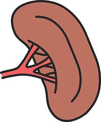 EPS 해외이미지 클립아트 디자인 과학 컨셉 신체 일러스트 부분 해부 사람 내부 픽토그램 약 웹 오르간 만화 가득함 심볼 그림 생물학 시스템 마디 정맥 고립 면역력 지라 스타일 해외일러스트 교육 인터넷 의학 건반악기 혈관 파일형식 벡터 이미지허브