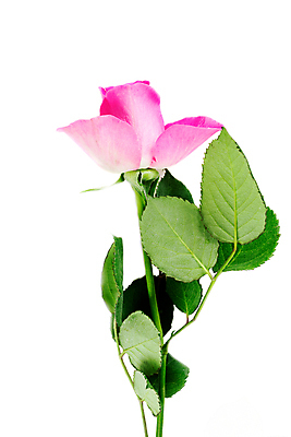 포토 JPG 해외이미지 식물 디자인 꽃잎 꽃 분홍색 백그라운드 잎 꽃무늬 자연 발렌타인데이 선물 사람없음 빨간색 여름 뷰티 장미 어둠 낭만 벚꽃 흰색 신선 오픈 닫기 싱글 흰배경 냄새 아로마 슛 부드러움 고립 특별함 스타일 해외포토 계절 컬러 컨셉 무늬 모션 데이이벤트 감각 생태계 파일형식 이미지허브