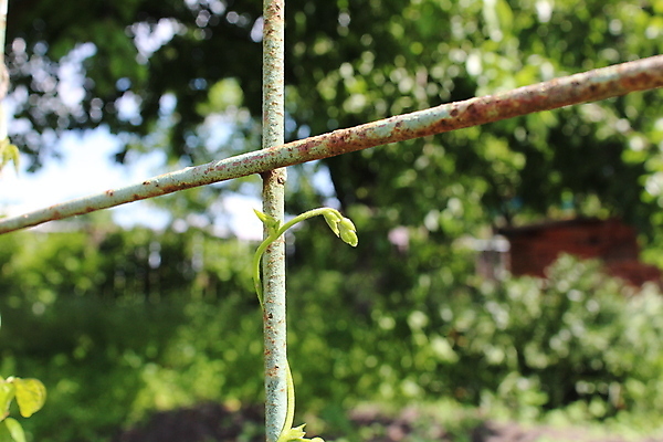 포토 JPG 해외이미지 식물 과학 백그라운드 컨셉 농업 채소 자연 콩 씨앗 사람없음 초록색 빛 햇빛 태양 새싹 환경 봄 펼침 성장 작음 생태계 완두콩 보케 부활 해결 기르기 땅바닥 모종 생태학 채식주의자 해외포토 자연요소 계절 교육 산업 컬러 모션 곡류 바닥 크기 채식 돌봄 파일형식 이미지허브