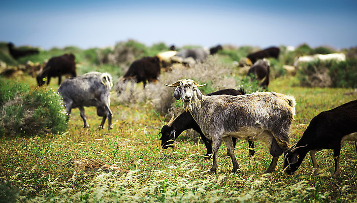 포토 JPG 해외이미지 동물 꽃 백그라운드 밭 포유류 자연 하늘 날씨 염소 사람없음 야외 초록색 햇빛 농경지 맑음 가축 시골 신선 양 양치기 언덕 양고기 내추럴 양모 강렬 밭일 해외포토 식물 직업 컬러 농업 육류 태양 농장 직물 생태계 파일형식 이미지허브