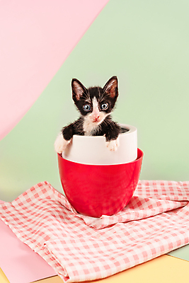 포토 JPG 해외이미지 동물 얼굴 분홍색 장난 자연 탁자 휴식 수염 털 사람없음 컵 초록색 반려동물 귀여움 꽃병 검은색 고양이 줄무늬 회색 흰색 조끼 작음 모피 얼룩무늬 솜털 생강 거짓말 기르기 해외포토 식기 꽃 컬러 가구 컨셉 무늬 채소 포유류 신체부위 외투 크기 생태계 돌봄 파일형식 이미지허브