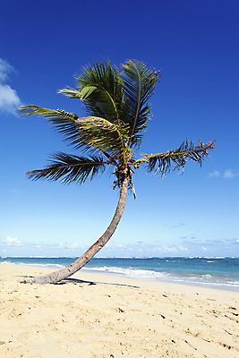 포토 JPG 해외이미지 나무 물결 모래 파도 바다 섬 여행 휴가 열대 손바닥 사람없음 여름 꿈 천국 공화국 파라다이스 해외포토 식물 손 계절 나라 파일형식 이미지허브