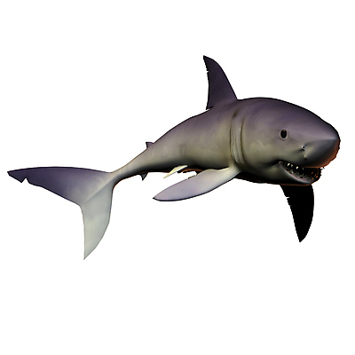 포토 JPG 해외이미지 동물 백그라운드 컨셉 일러스트 모션 어류 사람없음 물 파란색 수중 수영 자유 탐험 산호 떨어짐 탈출 그림 사냥 육식동물 상어 암초 고립 무료 소금물 스플래쉬 해외일러스트 자연요소 컬러 수중동물 수상스포츠 자포동물 파일형식 이미지허브