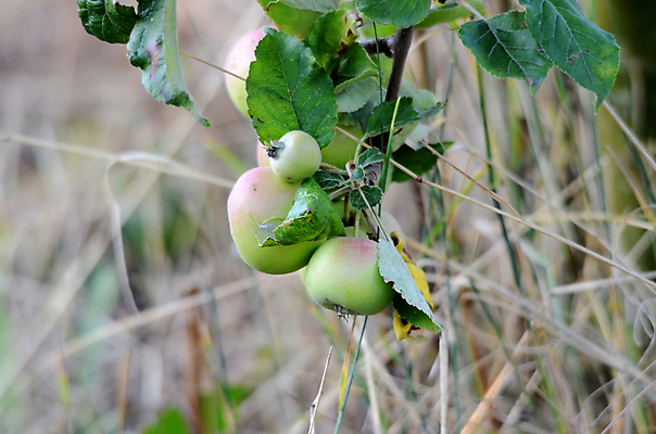 포토 JPG 해외이미지 나무 식물 계절 음식 줄기 백그라운드 잎 농업 다이어트 과일 자연 하늘 건강 사람없음 야외 빨간색 초록색 여름 파란색 농작물 농장 정원 수확 성장 가을 나뭇가지 신선 달콤 사과 과수원 다발 먹기 유기농 원예 내추럴 밭일 숙성 맛있는 해외포토 웰빙 산업 컬러 모션 취미 맛 생태계 파일형식 이미지허브