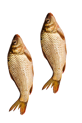 포토 JPG 해외이미지 1 음식 다이어트 재료 육류 어류 사람없음 흰색 신선 싱글 눈금 날것 잉어 고립 해외포토 컬러 식재료 건강 수중동물 파일형식 이미지허브