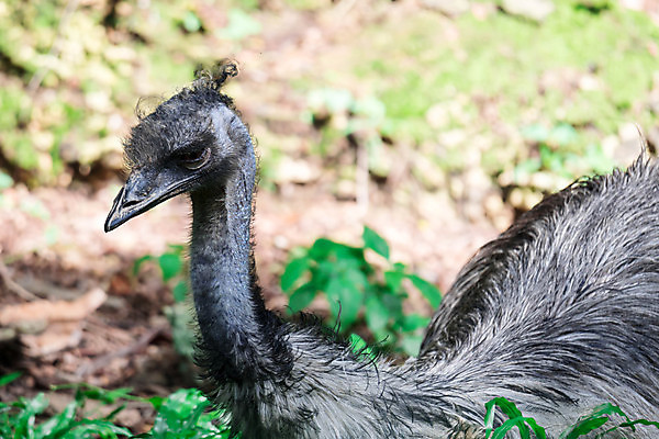 포토 JPG 해외이미지 동물 응시 공원 얼굴 야생동물 여행 자연 조류 국립공원 사람없음 야외 농장 갈색 관찰 호주 큼 깃털 부리 동물상 전국 해외포토 시선 공공시설 컬러 농업 모션 신체부위 조형물 오세아니아 크기 생태계 파일형식 이미지허브