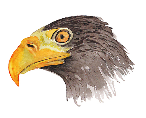 포토 JPG 해외이미지 동물 디자인 야생동물 바다 일러스트 자연 조류 미술 사람없음 그래픽 갈색 머리 미국 힘 페인트 자유 흰색 먹이 스케치 심볼 깃털 리더 부리 독수리 육식동물 손그림 애국심 고립 동물상 웅장함 힘찬 현실 유라시아 해외일러스트 유럽 아시아 컬러 컨셉 북아메리카 문화예술 신체부위 조형물 생태계 파일형식 이미지허브