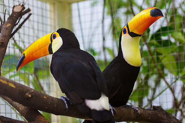 포토 JPG 해외이미지 나무 동물 공원 야생동물 신체 날개 오렌지 자연 조류 동물원 사람없음 목재 빨간색 초록색 컬러풀 머리 미국 나뭇가지 숲 큼 열대우림 깃털 부리 앵무새 브라질 남쪽 계산서 동물상 아마존 이국적 해외포토 식물 공공시설 컬러 북아메리카 과일 재료 신체부위 조형물 남아메리카 크기 방향 생태계 파일형식 이미지허브