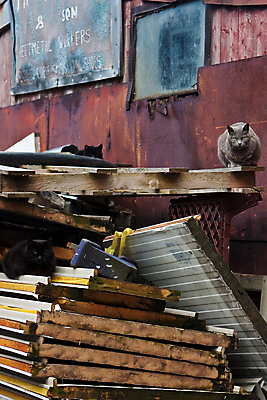 포토 JPG 해외이미지 동물 사람없음 목재 반려동물 쌓기 금속 고양이 거친 쓰레기 폐기물 나무상자 플라스틱 버리기 한조각 흙더미 낭비 썩음 해외포토 나무 1 컨셉 재료 포유류 모션 재질 상자 흙 파일형식 더미 이미지허브