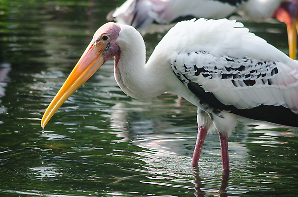 포토 JPG 해외이미지 나무 동물 1 야생동물 백그라운드 잎 오렌지 노래 자연 조류 휴식 종류 앉기 사람없음 야외 빨간색 초록색 여름 우주 봄 회색 바위 흰색 나뭇가지 묘사 싱글 생물학 앵무새 새장 서식지 생태학 잉꼬 해외포토 식물 계절 교육 음악 컬러 컨셉 과일 모션 돌_바위 생태계 케이지 파일형식 이미지허브
