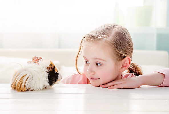 포토 JPG 해외이미지 응시 여자 어린이 백그라운드 함께함 한명 미소 소녀 반려동물 기니피그 소녀한명만 펫팸족 해외포토 동물 1 시선 컨셉 포유류 표정 사람 신조어 여자한명만 소녀만 파일형식 이미지허브