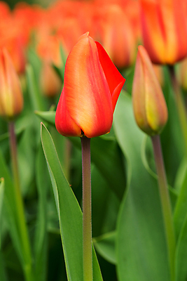포토 JPG 해외이미지 주간 사람없음 야외 아웃포커스 튤립 다홍색 해외포토 자연요소 꽃 컬러 촬영기법 파일형식 이미지허브