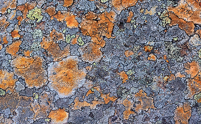 포토 JPG 해외이미지 백그라운드 패턴 자연 표면 추상 바닥 이끼 사람없음 야외 갈색 회색 조약돌 원형 거친 보행로 작음 질감 정사각형 광장 내추럴 곱셈 땅바닥 옛날 많음 해외포토 도형 길 컬러 컨셉 무늬 돌_바위 수학 크기 생태계 파일형식 이미지허브