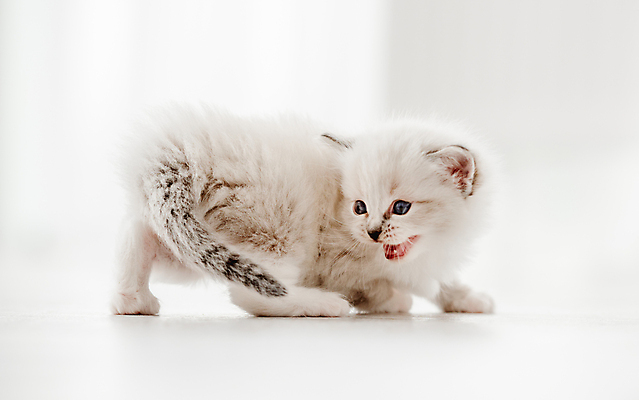 포토 JPG 해외이미지 한마리 새끼 실내 사람없음 반려동물 귀여움 고양이 반려묘 랙돌 해외포토 동물 1 컨셉 포유류 내부 파일형식 이미지허브