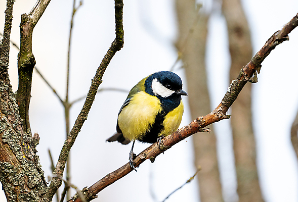 포토 JPG 해외이미지 나무 동물 유럽 야생동물 백그라운드 겨울 날개 자연 조류 앉기 사람없음 파란색 컬러풀 노란색 정원 흰색 나뭇가지 숲 작음 큼 깃털 부리 동물상 해외포토 식물 계절 나라 컬러 모션 조형물 크기 생태계 파일형식 이미지허브