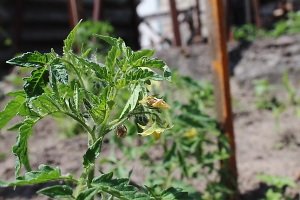 포토 JPG 해외이미지 식물 계절 꽃 줄기 잎 농업 다이어트 토마토 채소 자연 사람없음 초록색 농작물 농장 노란색 정원 맑음 흙 봄 성장 벚꽃 나뭇가지 신선 개화 수분 땅 묘사 원예 내추럴 꽃수술 땅바닥 모종 온실 채식주의자 세련 해외포토 나무 산업 컬러 날씨 바닥 건강 취미 생태계 채식 파일형식 이미지허브