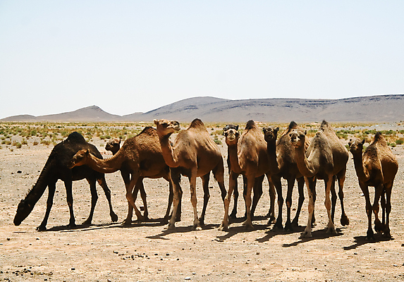 포토 JPG 해외이미지 동물 전통 야생동물 모래 여행 포유류 교통시설 아프리카 자연 하늘 따뜻함 사람없음 야외 모래사장 태양 노란색 맑음 사막 뜨거움 거친 중앙 모래언덕 사파리 낙타 아라비아 동쪽 모로코 혹 사하라 단봉낙타 아랍어 카라반 해외포토 자연요소 나라 바다 컬러 교통 날씨 방향 언덕 시설 생태계 캠핑카 파일형식 이미지허브