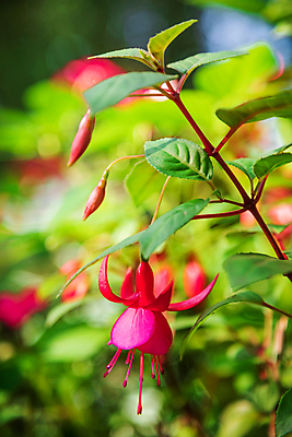 포토 JPG 해외이미지 식물 꽃잎 꽃 분홍색 백그라운드 잎 자연 매달리기 사람없음 야외 빨간색 초록색 컬러풀 뷰티 정원 보라색 봄 벚꽃 흰색 나뭇가지 개화 꽃가루 강렬 해외포토 나무 계절 컬러 모션 가루 생태계 파일형식 이미지허브