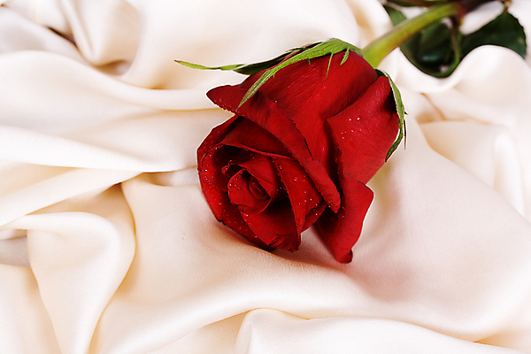 포토 JPG 해외이미지 꽃 근접촬영 사람없음 빨간색 장미 실크 해외포토 식물 뷰포인트 컬러 직물 파일형식 이미지허브