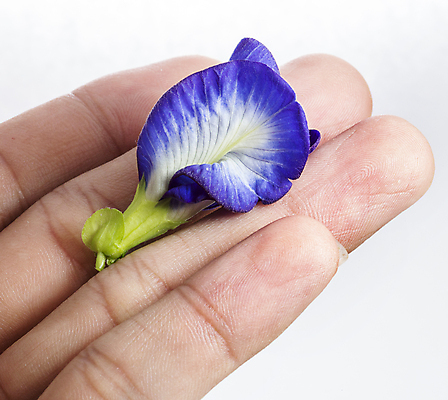 포토 JPG 해외이미지 식물 꽃잎 꽃 아시아 나비 백그라운드 잎 꽃무늬 농업 자연 건강 요리 동양인 사람없음 야외 치료 초록색 여름 파란색 뷰티 보라색 벚꽃 가을 흰색 남색 허브 원예 완두콩 포도나무 아이비 내추럴 고립 적자 해외포토 계절 나라 산업 컬러 곤충 무늬 의학 콩 인종 취미 과일나무 생태계 파일형식 이미지허브