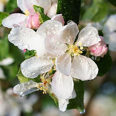 포토 JPG 해외이미지 나무 식물 계절 꽃잎 꽃 꽃무늬 자연 사람없음 야외 환경 정원 봄 성장 벚꽃 신선 개화 닫기 사과 과수원 관목 생태계 원예 내추럴 영원 해외포토 무늬 농업 과일 모션 취미 파일형식 이미지허브