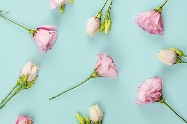 포토 JPG 해외이미지 꽃 분홍색 하늘색 백그라운드 패턴 사람없음 장미 패턴백그라운드 플랫레이 해외포토 식물 컬러 무늬 파란색 플랫 파일형식 이미지허브