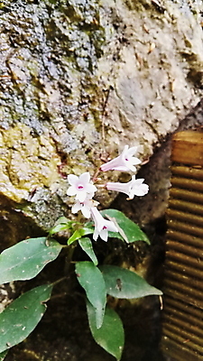 포토 JPG 해외이미지 식물 꽃 백그라운드 꽃무늬 자연 사람없음 초록색 여름 파란색 컬러풀 정원 보라색 봄 벚꽃 수국 해외포토 계절 컬러 무늬 생태계 파일형식 이미지허브