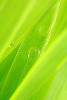 포토 JPG 해외이미지 식물 밭 골프 자연 벽지 아침 바닥 풍경 잔디 초원 사람없음 야외 초록색 물 여름 파란색 빛 컬러풀 농장 평화 정원 화목 봄 활발 성장 시골 떨어짐 이슬 속도 고립 방목장 생태학 해외포토 주간 자연요소 계절 교육 컬러 컨셉 농업 구기 생태계 파일형식 이미지허브