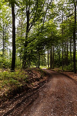 포토 JPG 해외이미지 나무 식물 계절 공원 유럽 도로 길 여행 밭 자국 자연 하늘 산 사람없음 야외 초록색 파란색 환경 산책 트래킹 시골 떨어짐 숲 오솔길 언덕 장면 폴란드 방법 해외포토 공공시설 나라 컬러 컨셉 농업 교통시설 레저 휴식 생태계 파일형식 이미지허브