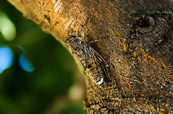 포토 JPG 해외이미지 동물 곤충 날개 노래 자연 사람없음 동물상 해외포토 음악 조형물 생태계 파일형식 이미지허브
