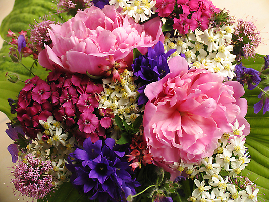 포토 JPG 해외이미지 식물 계절 꽃잎 꽃 분홍색 꽃무늬 자연 사람없음 가로 빨간색 여름 정원 보라색 벚꽃 흰색 개화 닫기 향수 묘사 만족 원예 향기 부드러움 작약 해외포토 감정 컬러 무늬 모션 취미 화장품 감각 생태계 냄새 파일형식 이미지허브