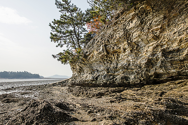 포토 JPG 주간 나무 자연 하늘 풍경 사람없음 야외 바위 전라남도 암벽 서해안 신안 국내포토 자연요소 식물 돌_바위 전라도 생태계 파일형식