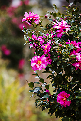 포토 JPG 주간 자연 나뭇잎 사람없음 야외 아웃포커스 전라남도 겨울꽃 동백 동백나무 신안 겨울풍경 국내포토 자연요소 나무 꽃 잎 겨울 촬영기법 풍경 전라도 생태계 파일형식
