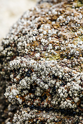 포토 JPG 주간 겨울 자연 사람없음 야외 아웃포커스 전라남도 가득함 따개비 신안 겨울풍경 국내포토 자연요소 계절 촬영기법 풍경 전라도 생태계 파일형식