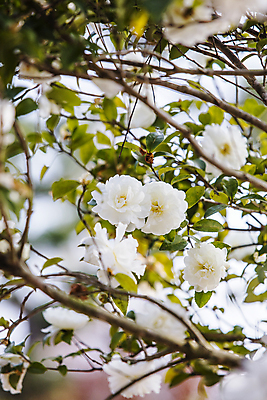 포토 JPG 주간 자연 나뭇잎 사람없음 야외 아웃포커스 나뭇가지 소프트포커스 전라남도 겨울꽃 동백 동백나무 신안 겨울풍경 국내포토 자연요소 나무 꽃 잎 겨울 촬영기법 풍경 전라도 생태계 파일형식