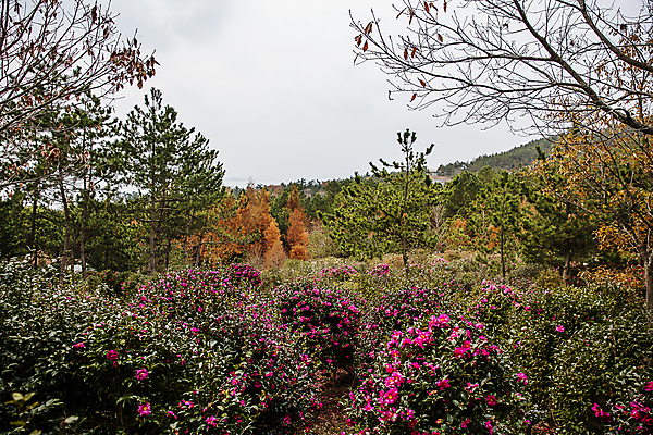 포토 JPG 주간 나무 자연 하늘 사람없음 야외 나뭇가지 전라남도 겨울꽃 동백 동백나무 신안 겨울풍경 국내포토 자연요소 식물 꽃 겨울 풍경 전라도 생태계 파일형식