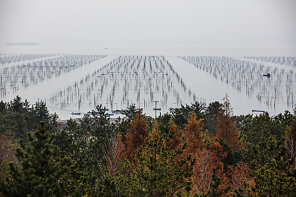 포토 JPG 주간 나무 바다 자연 하늘 풍경 사람없음 야외 전라남도 양식장 서해 서해안 신안 양식업 국내포토 자연요소 식물 전라도 시설 생태계 파일형식