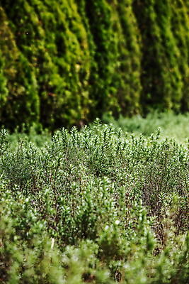 포토 JPG 주간 자연 풍경 사람없음 야외 아웃포커스 초록색 소나무 소프트포커스 전라남도 솔잎 서해안 신안 국내포토 자연요소 나무 컬러 잎 촬영기법 전라도 생태계 파일형식