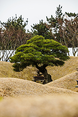 포토 JPG 주간 자연 하늘 풍경 사람없음 야외 소나무 소프트포커스 전라남도 언덕 서해안 신안 국내포토 자연요소 나무 촬영기법 전라도 생태계 파일형식