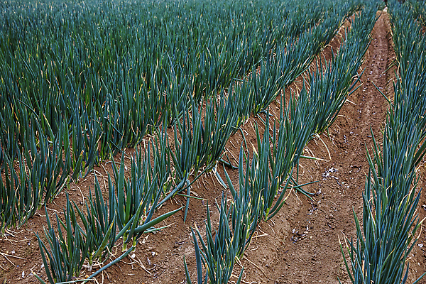 포토 JPG 주간 채소 풍경 사람없음 야외 흙 전라남도 특산물 일렬 대파 신안 파밭 국내포토 자연요소 밭 전라도 파 파일형식