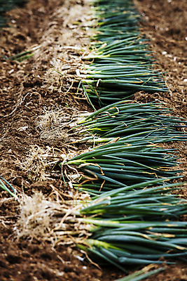 포토 JPG 주간 채소 풍경 사람없음 야외 아웃포커스 흙 수확 전라남도 특산물 일렬 대파 뽑혀짐 신안 국내포토 자연요소 농업 촬영기법 전라도 파 파일형식