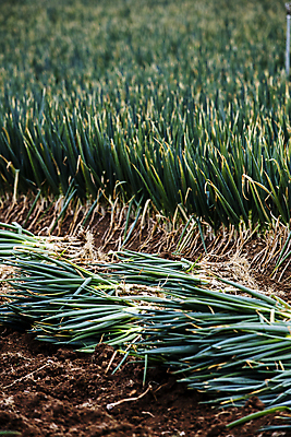포토 JPG 주간 채소 풍경 사람없음 야외 아웃포커스 흙 수확 전라남도 특산물 일렬 대파 뽑혀짐 신안 국내포토 자연요소 농업 촬영기법 전라도 파 파일형식