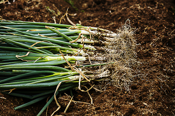 포토 JPG 주간 채소 풍경 사람없음 야외 흙 수확 전라남도 특산물 대파 뽑혀짐 신안 국내포토 자연요소 농업 전라도 파 파일형식