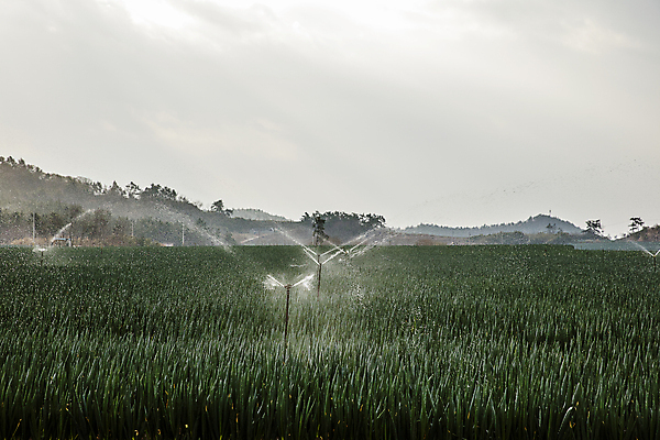 포토 JPG 주간 채소 하늘 산 물줄기 풍경 사람없음 야외 전라남도 물주기 특산물 대파 물뿌리기 스프링쿨러 신안 파밭 국내포토 자연요소 밭 모션 물 전라도 파 파일형식