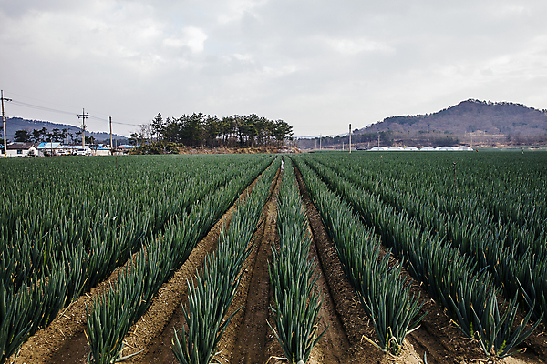 포토 JPG 주간 나무 채소 하늘 산 풍경 사람없음 야외 전라남도 전봇대 특산물 일렬 대파 신안 파밭 국내포토 자연요소 식물 공공시설 밭 전라도 파 파일형식