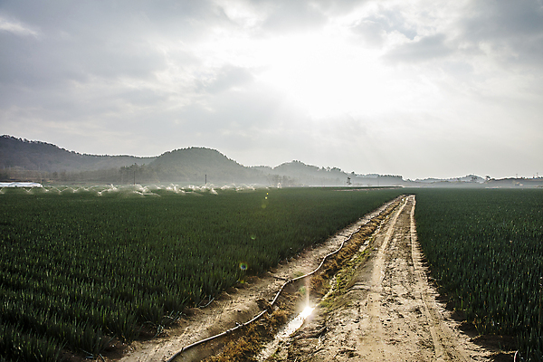포토 JPG 주간 구름 길 채소 하늘 산 풍경 사람없음 야외 전라남도 특산물 대파 신안 파밭 국내포토 자연요소 밭 전라도 파 파일형식