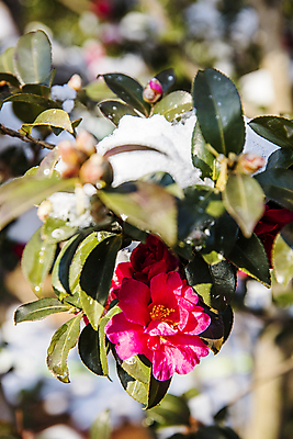 포토 JPG 주간 자연 나뭇잎 사람없음 야외 아웃포커스 눈 소프트포커스 전라남도 겨울꽃 동백 신안 겨울풍경 국내포토 자연요소 꽃 잎 겨울 날씨 촬영기법 풍경 전라도 생태계 파일형식