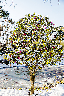 포토 JPG 주간 자연 하늘 사람없음 야외 눈 전라남도 빙판 겨울꽃 동백 동백나무 신안 겨울풍경 눈덮임 국내포토 자연요소 나무 꽃 컨셉 겨울 날씨 풍경 전라도 생태계 파일형식