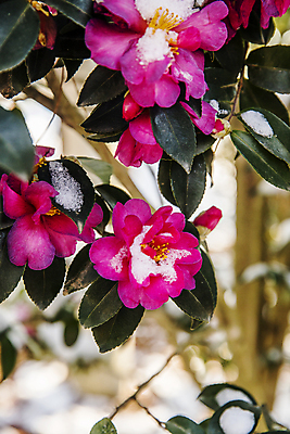 포토 JPG 주간 자연 나뭇잎 사람없음 야외 아웃포커스 눈 전라남도 겨울꽃 동백 신안 겨울풍경 국내포토 자연요소 꽃 잎 겨울 날씨 촬영기법 풍경 전라도 생태계 파일형식